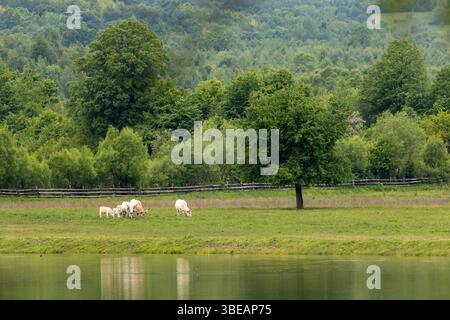 Vaches blanches paissant paisiblement sur les pâturages verdoyants au bord de la rivière entourés de forêts luxuriantes et de collines. Scène rurale tranquille avec de l'eau calme Banque D'Images