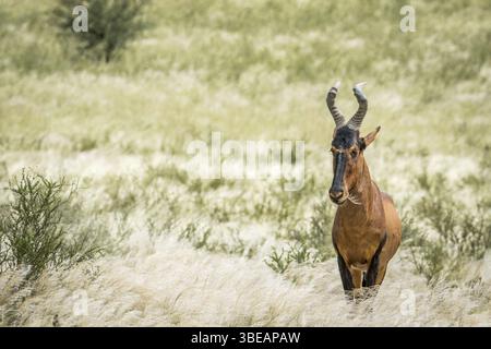 Hartebeest rouge debout dans les hautes herbes dans le Kalagadi TransFrontier Park, Afrique du Sud, Afrique Banque D'Images