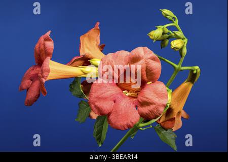 Belle Bignonia capreolata orange florissante ou campsis sur fond bleu. Gros plan de tête de fleur, Odessa, Ukraine, Europe Banque D'Images