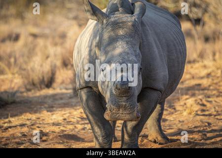Rhinocéros blanc écorné mettant en vedette la caméra, Afrique du Sud, Afrique Banque D'Images