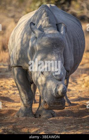 Rhinocéros blanc écorné mettant en vedette la caméra, Afrique du Sud, Afrique Banque D'Images