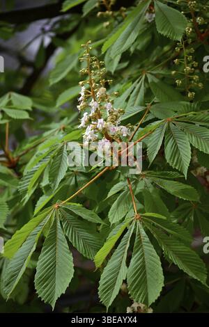 Fleurs d'un châtaignier, châtaigne commune, châtaigne blanche, châtaigne commune (Aesculus hippocastanum) au printemps Banque D'Images