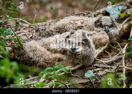 Deux hiboux-aigles eurasiens (Bubo bubo) nichent dans un nid au sol, Heinsberg, Rhénanie du Nord-Westphalie, Allemagne Banque D'Images
