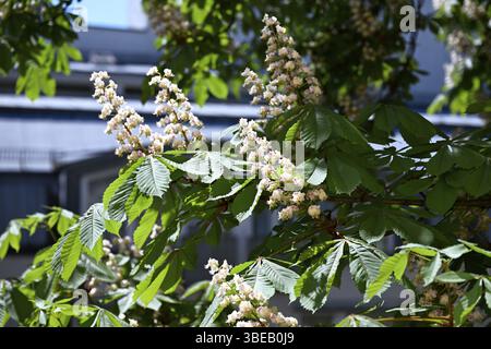 Fleurs d'un châtaignier, châtaigne commune, châtaigne blanche, châtaigne commune (Aesculus hippocastanum) au printemps Banque D'Images