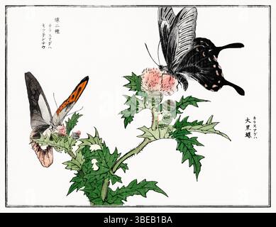 Délicate scène papillon et fleur de Morimoto Toko, de 1910 Churui Gafu - art Kacho-GA de l'ère Taisho, estampe japonaise restaurée mêlant nature, elegan Banque D'Images