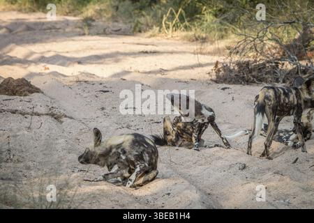 Plusieurs chiens sauvages africains dans le sable dans la réserve de Sabi Sand, Afrique du Sud, Afrique Banque D'Images