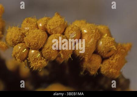 Plumeau jaune pseudo-capillaire (Hemitrichia clavata) Banque D'Images