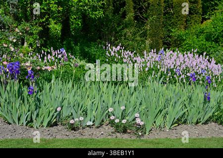 Bordure d'été remplie de fleurs, y compris Persicaria bistorta rose, iris violet, roses roses roses, alliums et ostéospermum dans le jardin britannique mai Banque D'Images