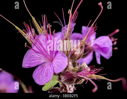 Belles fleurs en fleurs de Geranium Cambridge sur un fond noir. Gros plan de tête de fleur, Odessa, Ukraine, Europe Banque D'Images