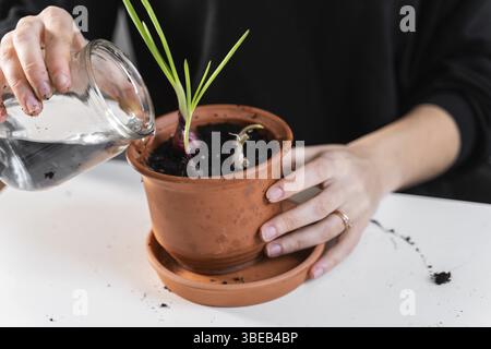 Jeune femme millénaire plantant des herbes d'oignon à la maison dans un pot. Passe-temps de jardinage à domicile. Mode de vie durable zéro déchet. Des aliments sains et propres. Haute qualité Banque D'Images
