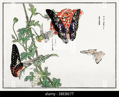 Imprimé japonais restauré de 1910 de papillons et de plantes par Morimoto Toko de Churui Gafu - étude botanique et d'insectes raffinée Kacho-GA du Taisho Banque D'Images