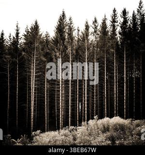 La lumière du soleil filtre à travers de grands troncs d'arbres linéaires dans une forêt française, projetant des ombres sur le sol où les broussailles prospèrent. Banque D'Images