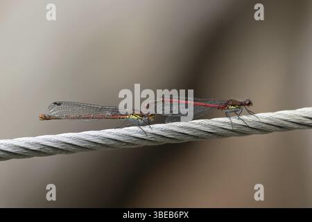Grande libellule Pyrrhosoma nymphula (rouge) Banque D'Images