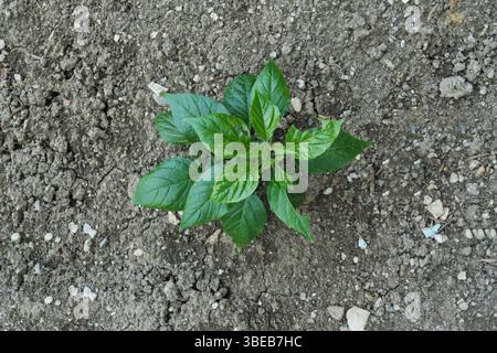Une jeune plante de poivron aux feuilles vertes vibrantes pousse dans un sol sec et rocheux. Malgré l'environnement difficile, la plante prospère Banque D'Images