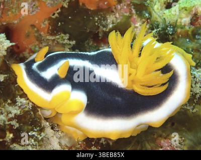 Escargot étoilé africain (Chromodoris africana) Banque D'Images