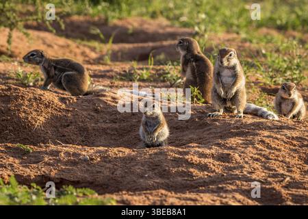 Groupe d'écureuils terrestres debout autour de leur nid dans le parc transfrontalier de Kgalagadi, Afrique du Sud, Afrique Banque D'Images