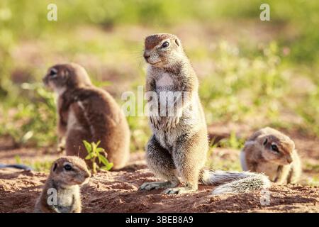Écureuils terrestres dans le sable dans le parc transfrontalier de Kgalagadi, Afrique du Sud, Afrique Banque D'Images