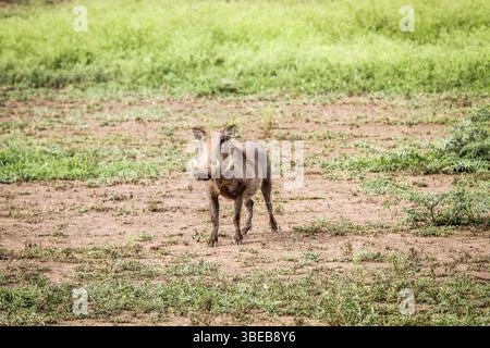 Phacochère en vedette à la caméra dans le parc national Kruger, Afrique du Sud, Afrique Banque D'Images