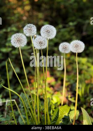 Têtes de graines de pissenlit poussant dans le sud du pays de Galles, mai. Banque D'Images