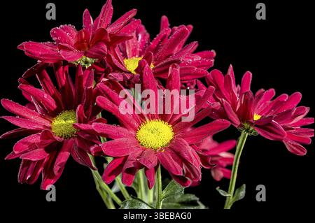 Beau chrysanthème rouge de camomille fleuri isolé sur un fond noir. Gros plan de tête de fleur, Odessa, Ukraine, Europe Banque D'Images