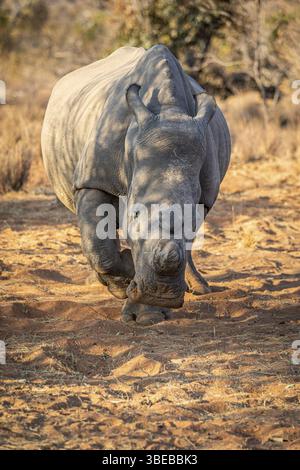 Rhinocéros blanc écorné mettant en vedette la caméra, Afrique du Sud, Afrique Banque D'Images