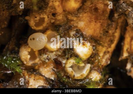 Champignon de l’étoile filante (Sphaerobolus stellatus) Banque D'Images