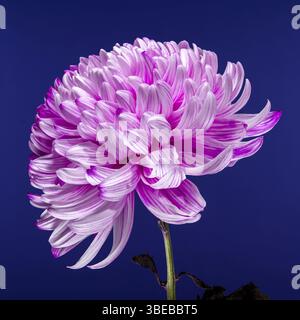 Élégantes fleurs de chrysanthème rose et blanc avec pétales panachés, sur fond bleu. Un affichage saisissant de beauté florale et de contraste, Banque D'Images