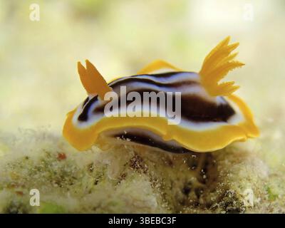 Escargot étoilé africain (Chromodoris africana) Banque D'Images