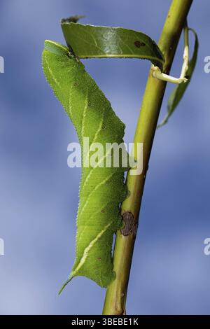 Papillons paon (Smerinthus ocellata) Banque D'Images