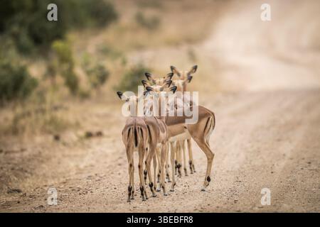 Un groupe d'impalas féminines jouant par derrière dans le parc national Kruger, Afrique du Sud, Afrique Banque D'Images