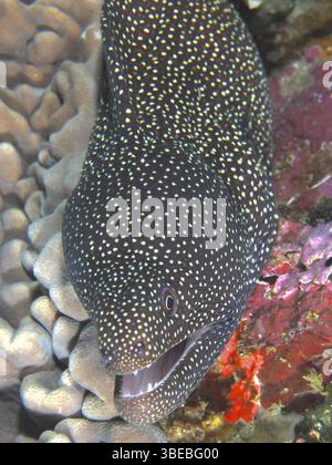 Moray à bouche blanche (Gymnothorax meleagris) Banque D'Images