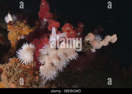 Anémone de tigre (Nemanthus annamensis) Banque D'Images