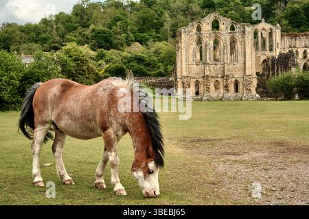 Un cheval pèle sur l'herbe devant l'abbaye de Rievaulx une abbaye cistercienne à Rievaulx, près de Helmsley, dans le parc national des North York Moors. Banque D'Images