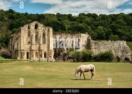 Un cheval pèle sur l'herbe devant l'abbaye de Rievaulx une abbaye cistercienne à Rievaulx, près de Helmsley, dans le parc national des North York Moors. Banque D'Images