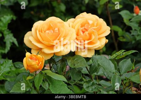 Rose buisson jaune doré, Rosa « Golden Beauty » en fleur. Banque D'Images