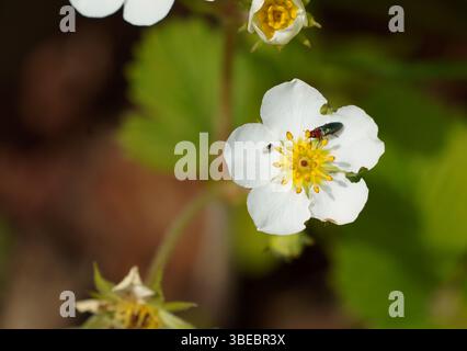 Fleur blanche de la fraise sauvage (Fragaria vesca) avec un centre jaune vif, accueillant un coléoptère brillant (Anthaxia nitidula). Banque D'Images