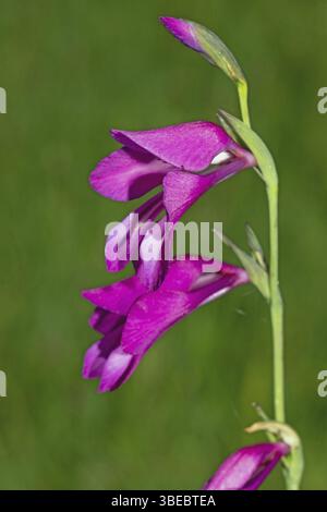 Glaïeule des marais (Gladiolus palustris) Banque D'Images