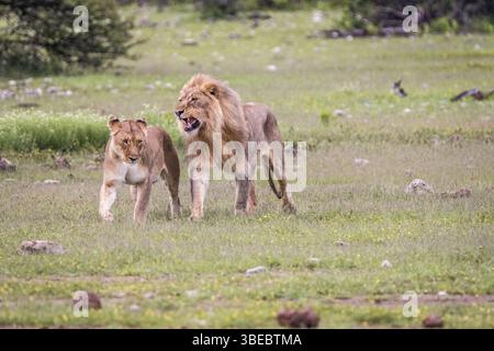 Couple d'accouplement de Lions marchant dans l'herbe dans le parc national d'Etosha, Namibie, Afrique Banque D'Images