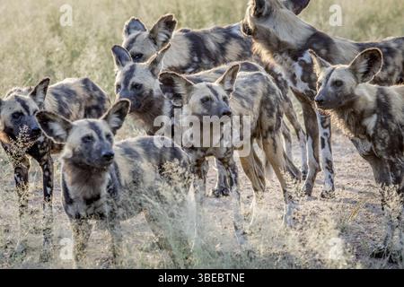 Pack de chiens sauvages africains marchant dans le sable dans le parc national Kruger, Afrique du Sud, Afrique Banque D'Images