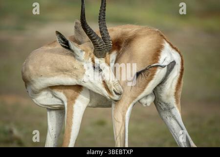 Springbok se toilettant dans le Kalagadi TransFrontier Park, Afrique du Sud, Afrique Banque D'Images
