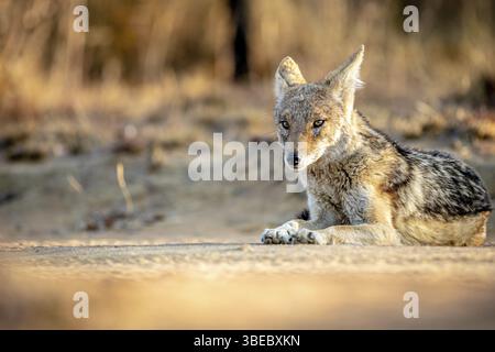 Chacal à dos noir couché dans le sable dans la réserve de chasse Welgevonden, Afrique du Sud, Afrique Banque D'Images