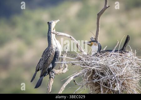 Groupe de cormorans blancs assis dans un arbre dans le parc national de Pilanesberg, Afrique du Sud, Afrique Banque D'Images