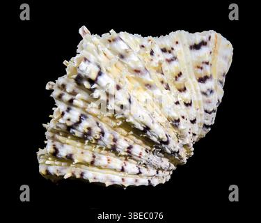 Gros plan d'un hippopus hippopus, également connu sous le nom de palourde de sabot de cheval, présentant sa coquille striée distinctive avec des motifs violets et orange, contre un Banque D'Images