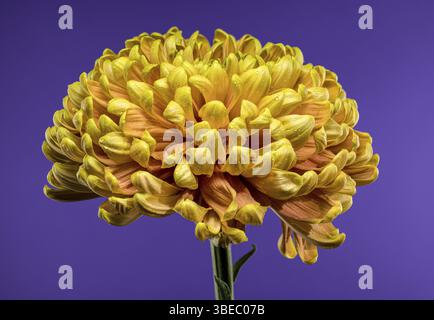 Un chrysanthème d'automne jaune doré rayonnant en pleine floraison sur fond violet, Odessa, Ukraine, Europe Banque D'Images