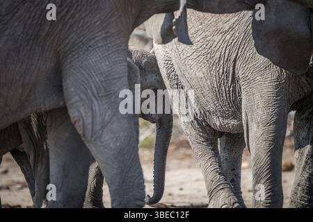 Bébé éléphant entre le troupeau dans le parc national Kruger, Afrique du Sud, Afrique Banque D'Images