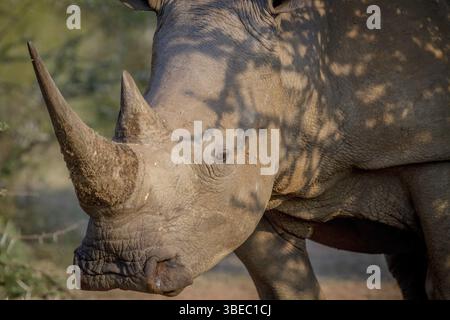 Profil latéral d'un rhinocéros blanc en Afrique du Sud Banque D'Images