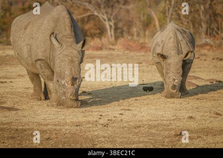 Deux rhinocéros blancs broutant dans la brousse, Afrique du Sud, Afrique Banque D'Images