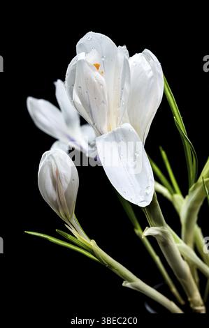 Gros plan d'élégantes fleurs de crocus blanches avec des gouttes de rosée, isolées sur un fond noir solide, Odessa, Ukraine, Europe Banque D'Images