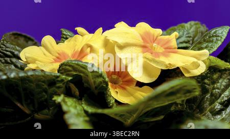 Gros plan de fleurs de primula jaunes avec des centres orange et des feuilles vertes, sur fond bleu, Odessa, Ukraine, Europe Banque D'Images