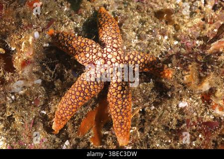 Étoiles de mer à pois rouges (Ferdina mena) Banque D'Images